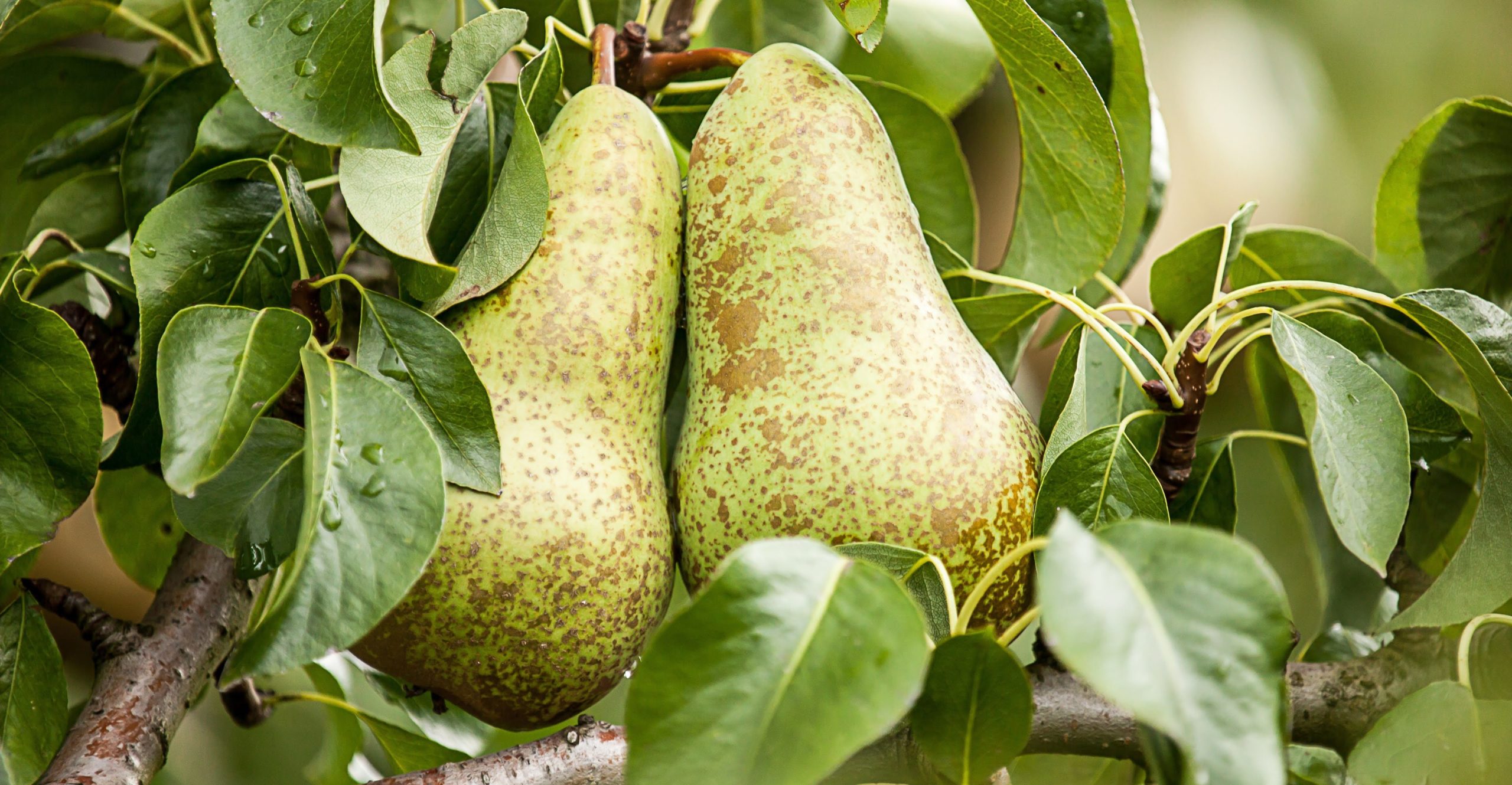 Peren in een boom, proefresultaten